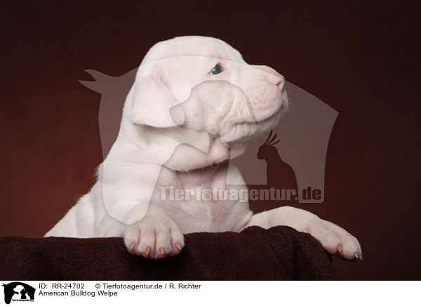 American Bulldog Welpe / American Bulldog puppy / RR-24702