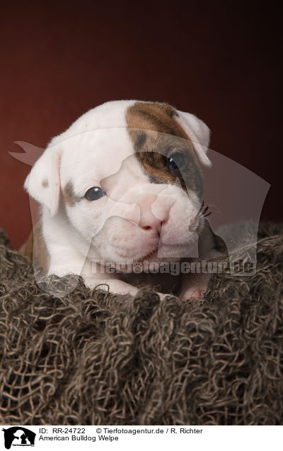 American Bulldog Welpe / American Bulldog puppy / RR-24722