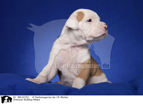 American Bulldog Welpe / American Bulldog puppy / RR-24752