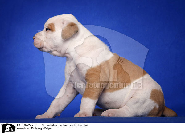 American Bulldog Welpe / American Bulldog puppy / RR-24765