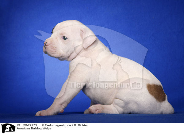 American Bulldog Welpe / American Bulldog puppy / RR-24773