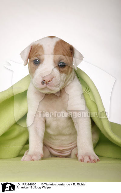 American Bulldog Welpe / American Bulldog puppy / RR-24805