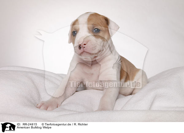 American Bulldog Welpe / American Bulldog puppy / RR-24815