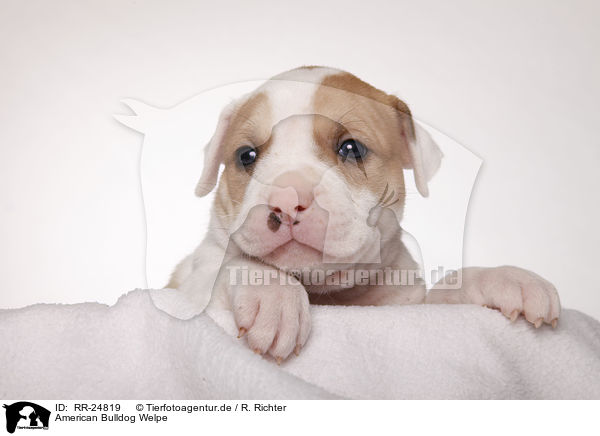 American Bulldog Welpe / American Bulldog puppy / RR-24819