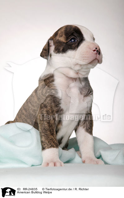 American Bulldog Welpe / American Bulldog puppy / RR-24835