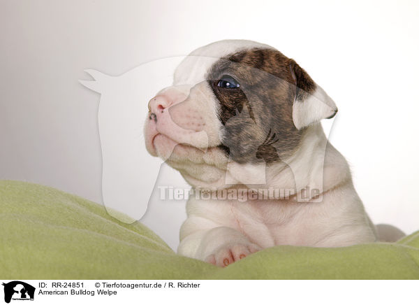 American Bulldog Welpe / American Bulldog puppy / RR-24851