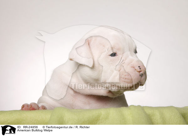 American Bulldog Welpe / American Bulldog puppy / RR-24856
