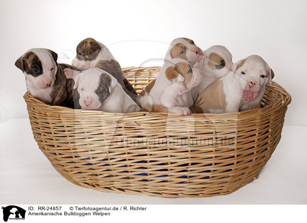 Amerikanische Bulldoggen Welpen / American Bulldog Puppies / RR-24857