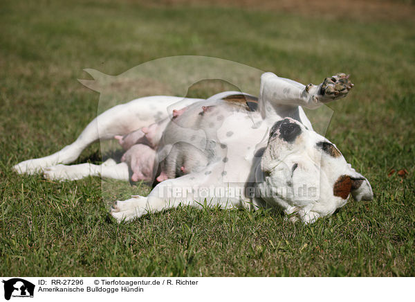 Amerikanische Bulldogge Hndin / female American Bulldog / RR-27296