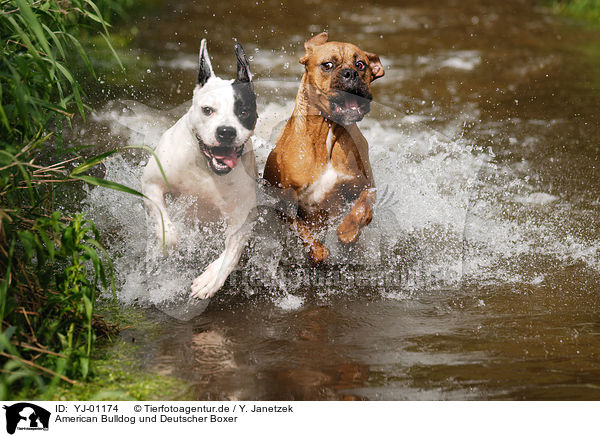 American Bulldog und Deutscher Boxer / American Bulldog and German Boxer / YJ-01174