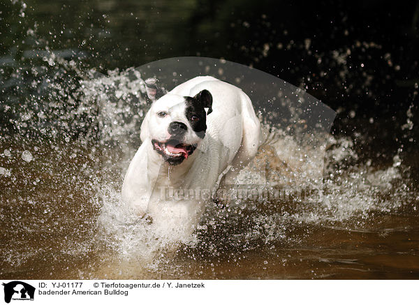 badender American Bulldog / bathing American Bulldog / YJ-01177