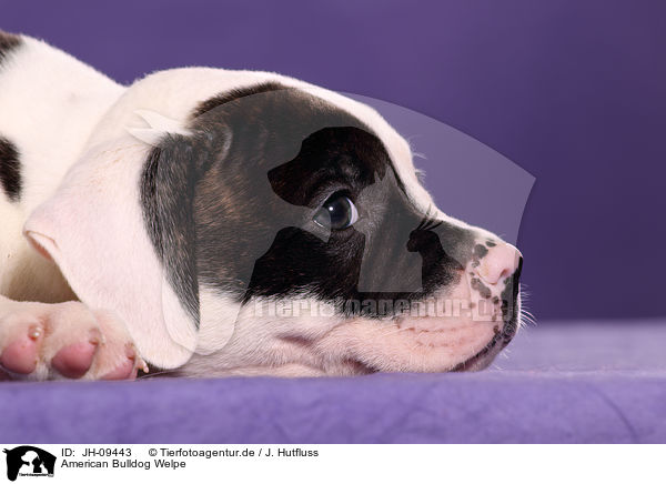 American Bulldog Welpe / American Bulldog Puppy / JH-09443