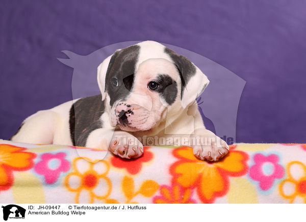 American Bulldog Welpe / American Bulldog Puppy / JH-09447