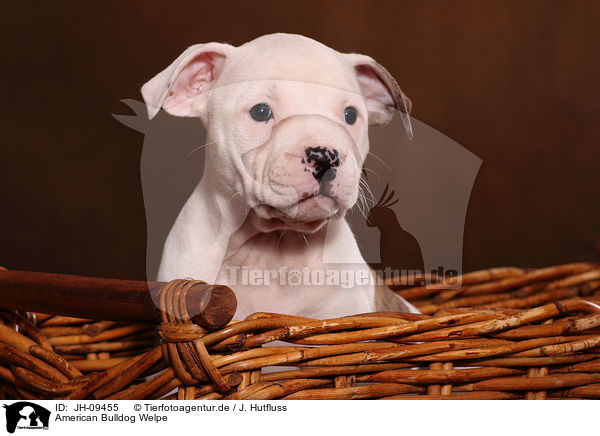 American Bulldog Welpe / American Bulldog Puppy / JH-09455