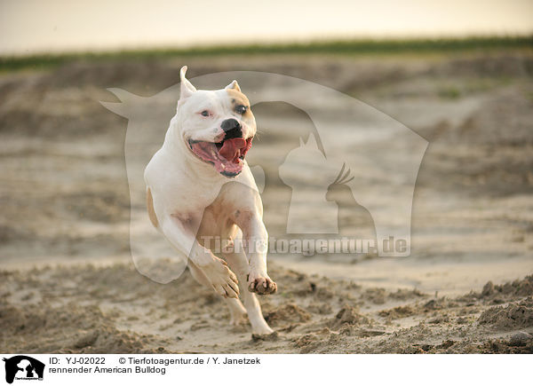 rennender American Bulldog / running American Bulldog / YJ-02022