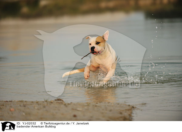 badender American Bulldog / bathing American Bulldog / YJ-02032