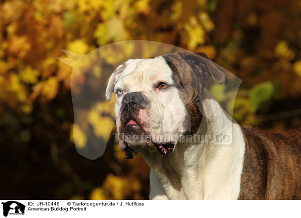 American Bulldog Portrait / American Bulldog Portrait / JH-10446