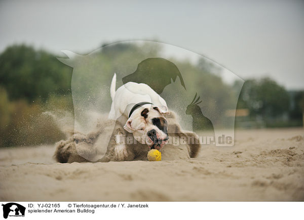 spielender American Bulldog / playing American Bulldog / YJ-02165