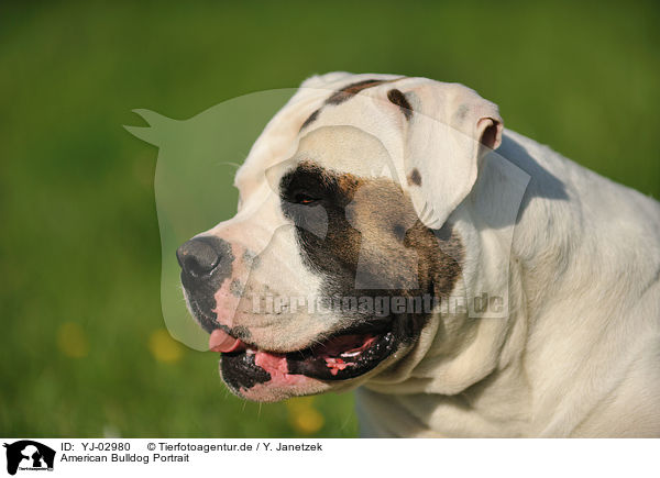 American Bulldog Portrait / American Bulldog Portrait / YJ-02980