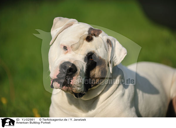 American Bulldog Portrait / American Bulldog Portrait / YJ-02981