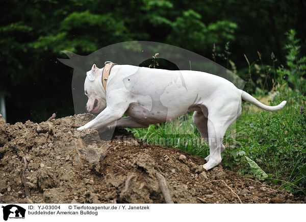 buddelnder American Bulldog / digging American Bulldog / YJ-03004