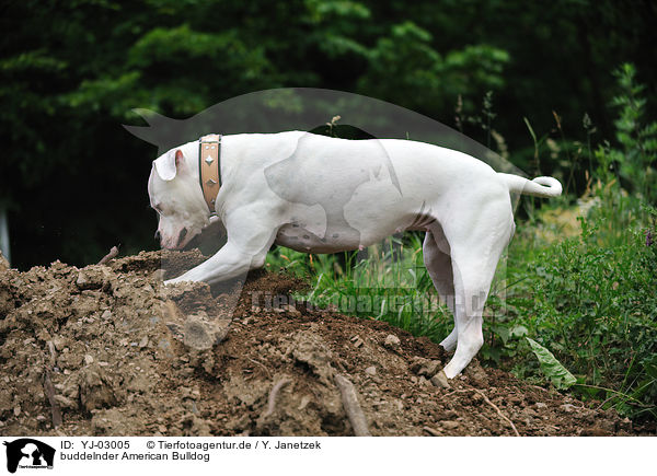 buddelnder American Bulldog / digging American Bulldog / YJ-03005