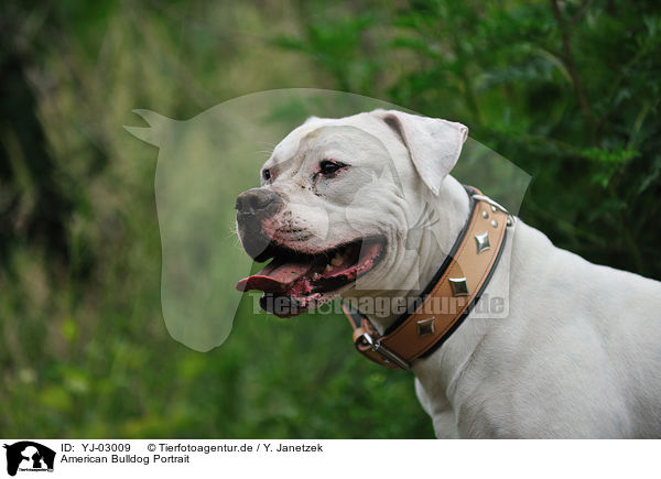 American Bulldog Portrait / American Bulldog Portrait / YJ-03009