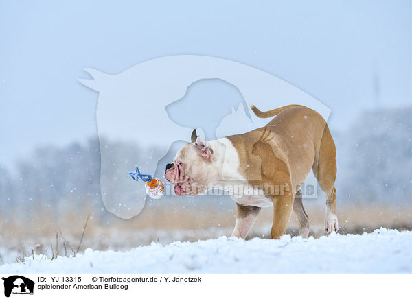 spielender American Bulldog / playing American Bulldog / YJ-13315