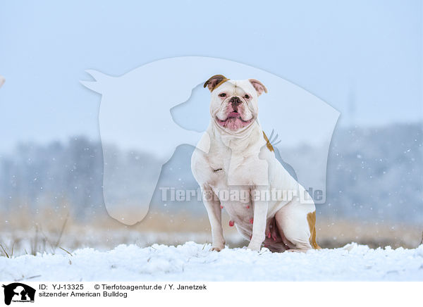 sitzender American Bulldog / sitting American Bulldog / YJ-13325