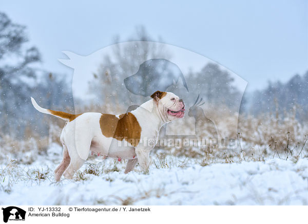 American Bulldog / American Bulldog / YJ-13332