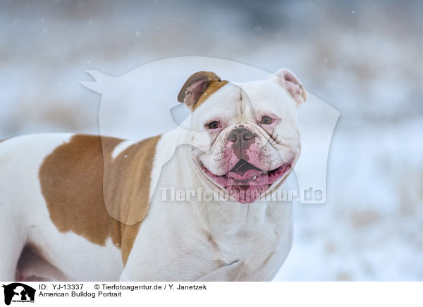 American Bulldog Portrait / American Bulldog Portrait / YJ-13337