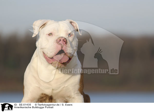 Amerikanische Bulldogge Portrait / American Bulldog portrait / SE-01435