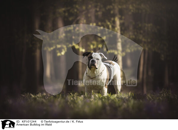 American Bulldog im Wald / American Bulldog in the forest / KFI-01244