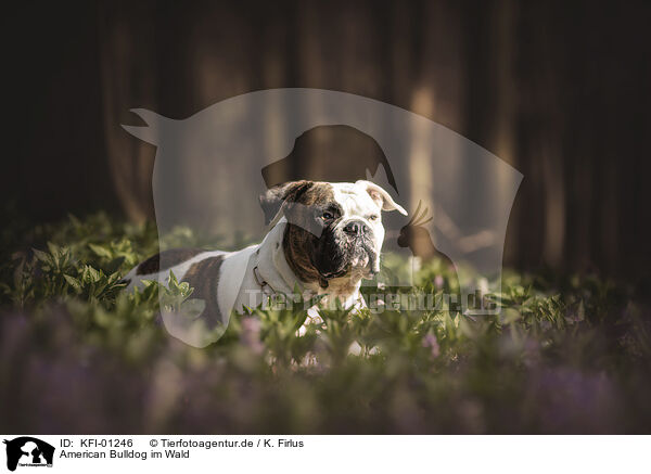 American Bulldog im Wald / American Bulldog in the forest / KFI-01246