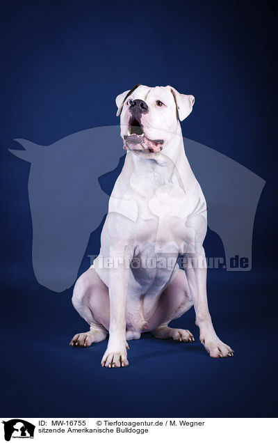 sitzende Amerikanische Bulldogge / sitting American Bulldog / MW-16755