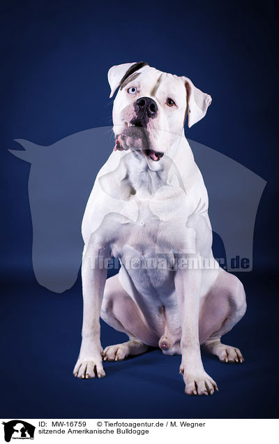 sitzende Amerikanische Bulldogge / sitting American Bulldog / MW-16759