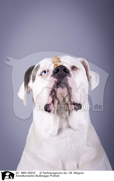 Amerikanische Bulldogge Portrait / American Bulldog portrait / MW-16835