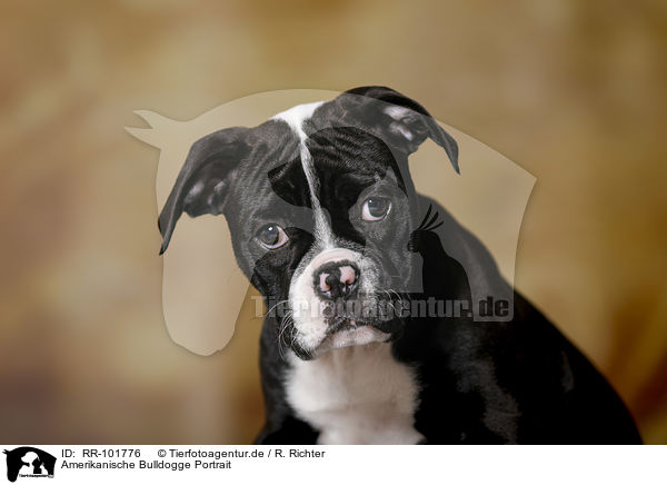 Amerikanische Bulldogge Portrait / RR-101776