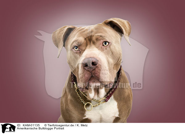 Amerikanische Bulldogge Portrait / KAM-01135