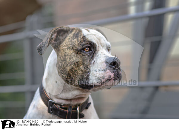 American Bulldog Portrait / MAH-01430