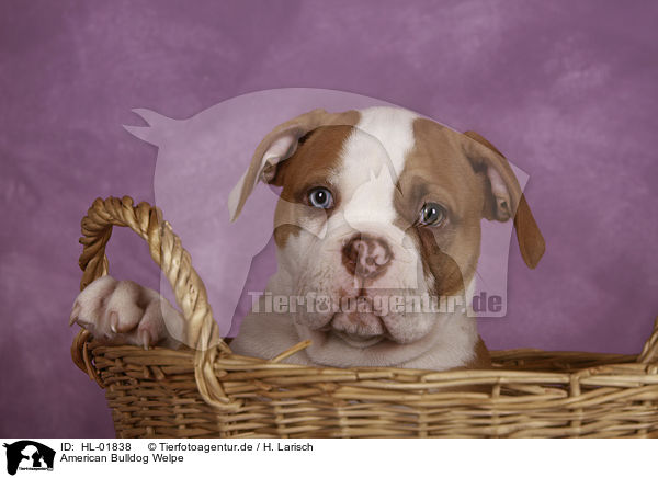 American Bulldog Welpe / American Bulldog Puppy / HL-01838