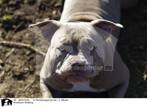 American Bulldog / JM-07042