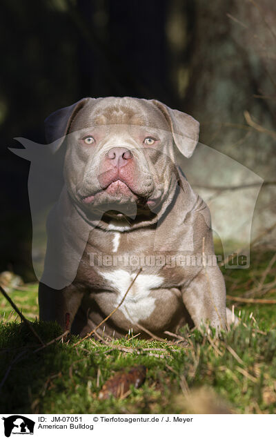 American Bulldog / American Bulldog / JM-07051