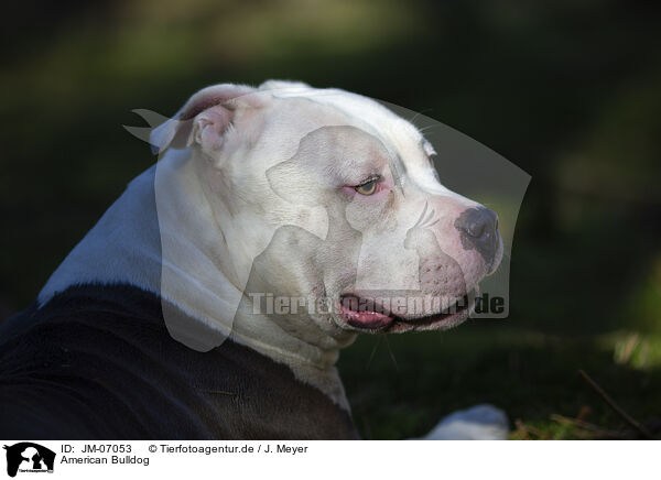 American Bulldog / American Bulldog / JM-07053