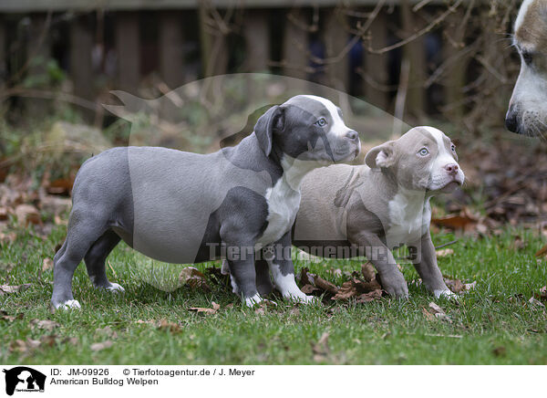American Bulldog Welpen / American Bulldog Puppies / JM-09926