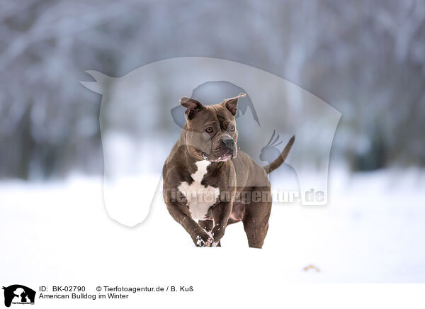 American Bulldog im Winter / BK-02790