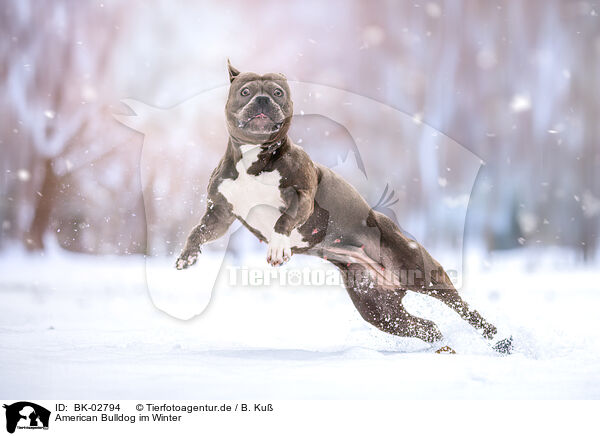 American Bulldog im Winter / BK-02794