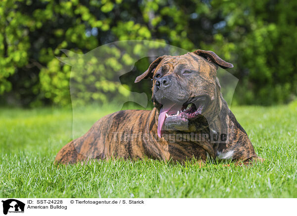 American Bulldog / American Bulldog / SST-24228