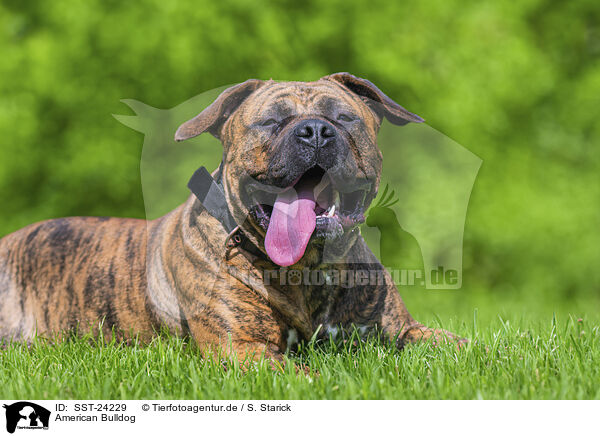 American Bulldog / American Bulldog / SST-24229