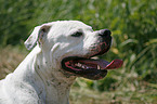 American Bulldog Portrait